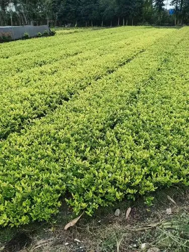 庭院景观绿化工程施工规范