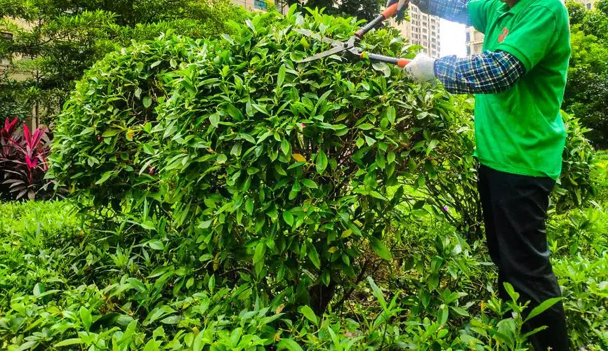 河北雄安新区绿化工程用松树